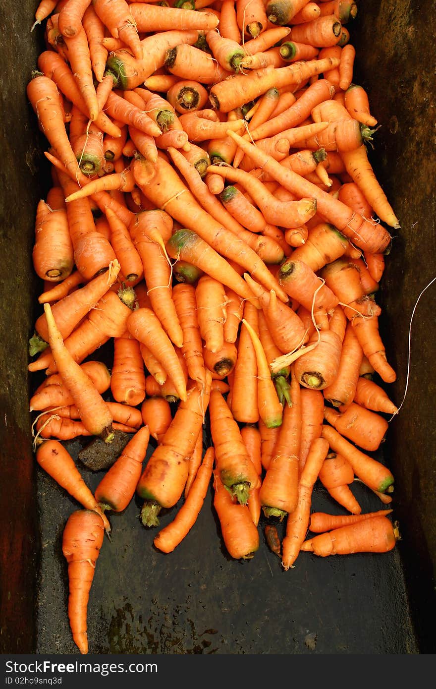 Carrot harvest