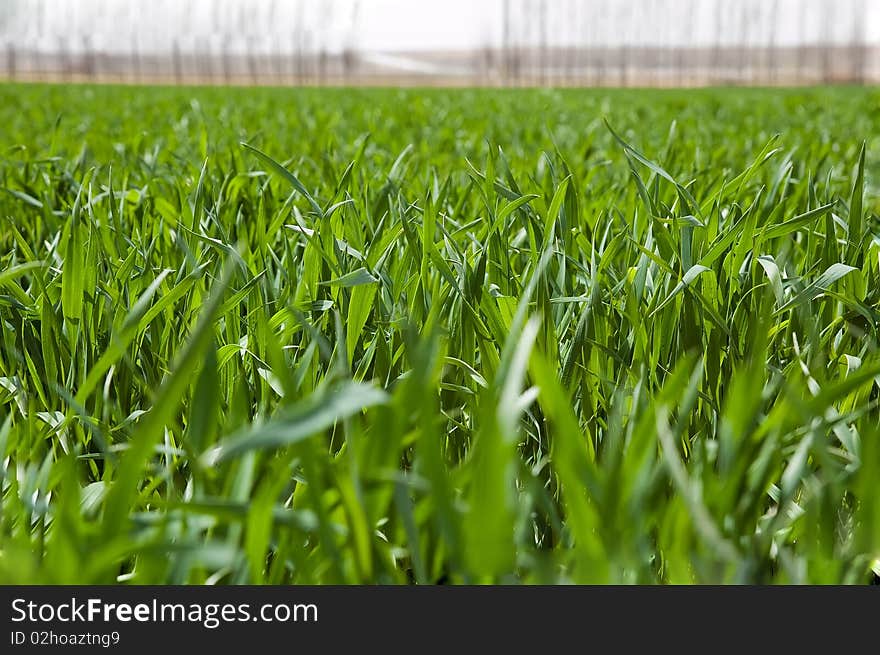 Field of ripening winter wheat corn. Field of ripening winter wheat corn