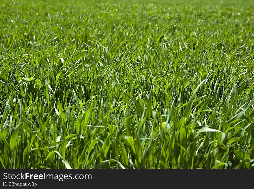 Field of ripening winter wheat corn. Field of ripening winter wheat corn