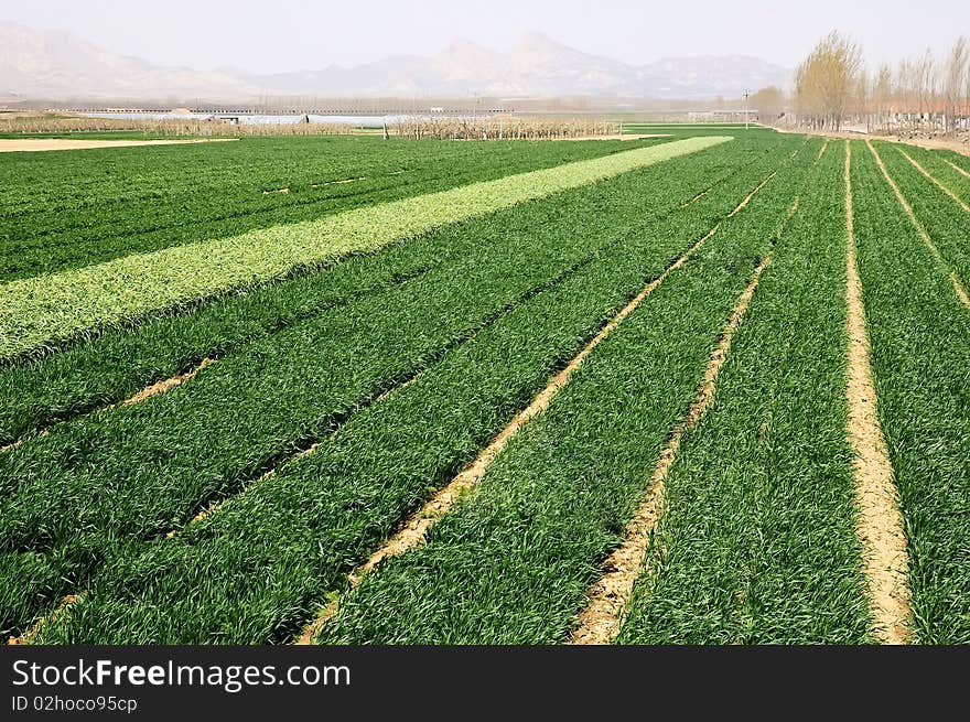 Field of ripening winter wheat corn. Field of ripening winter wheat corn