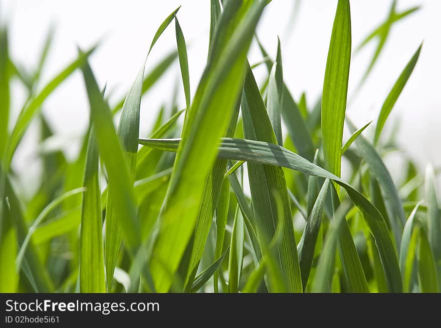 Field of ripening winter wheat corn. Field of ripening winter wheat corn