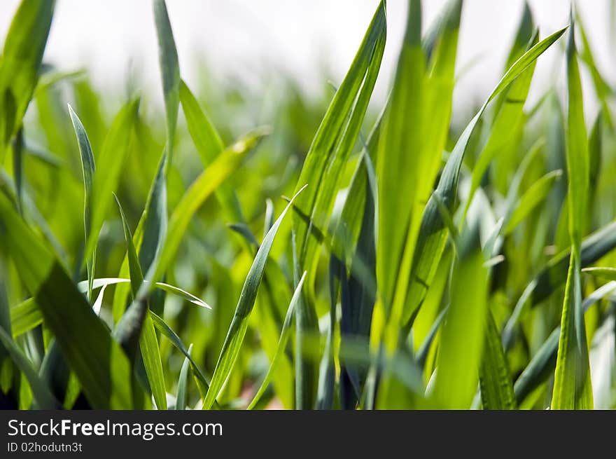 Field of ripening winter wheat corn. Field of ripening winter wheat corn