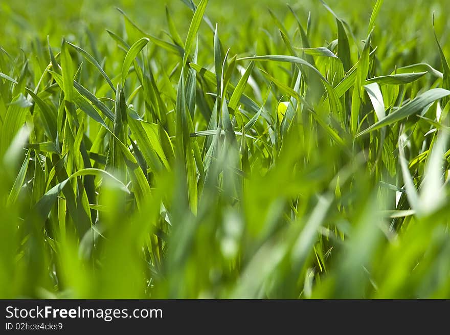 Field of ripening winter wheat corn. Field of ripening winter wheat corn