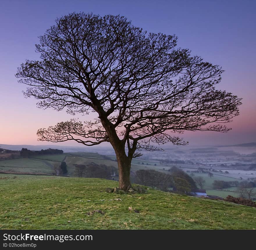 Beautiful sunlit tree at sunrise. Beautiful sunlit tree at sunrise