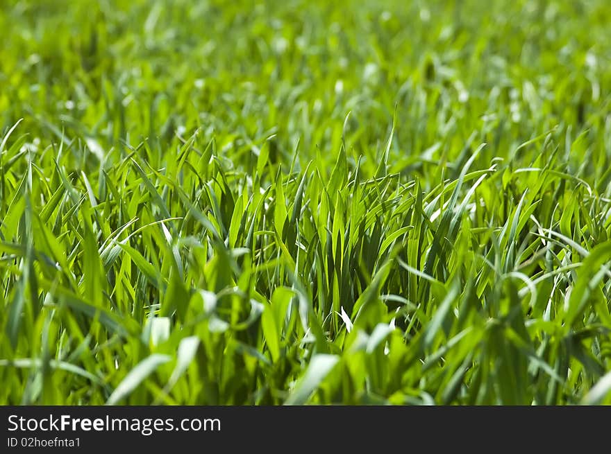 Field of ripening winter wheat corn. Field of ripening winter wheat corn