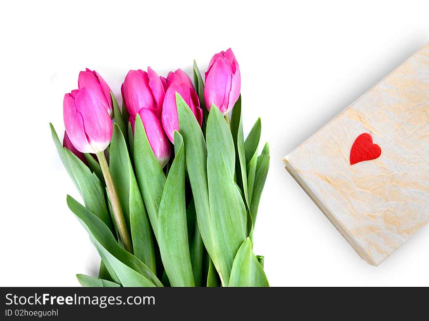 Close-up pink tulips with gift isolated on white