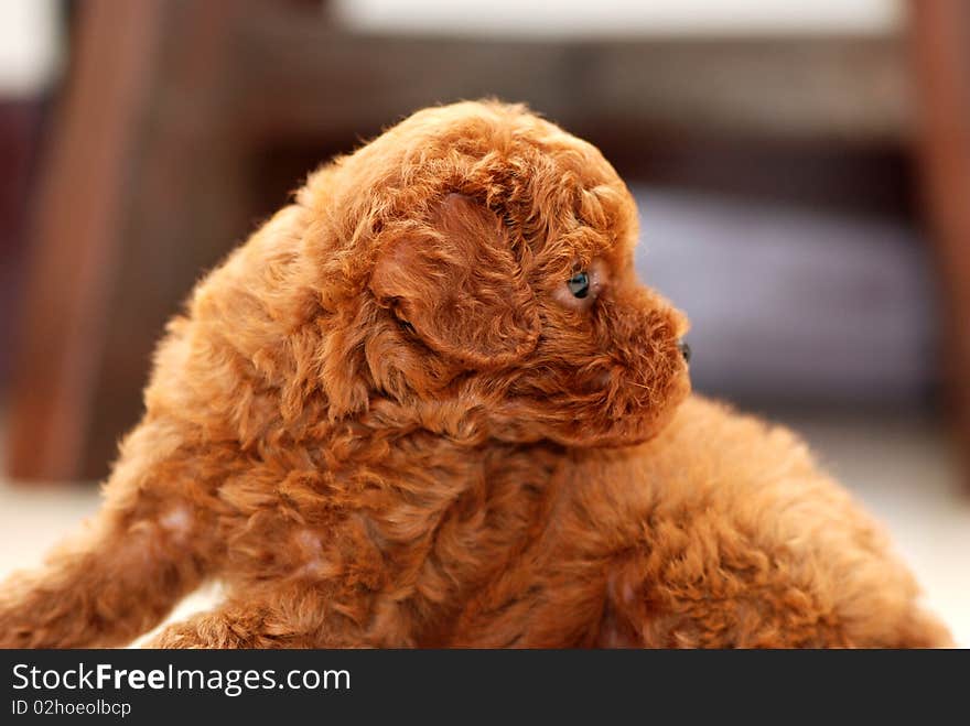 Red Toy poodle