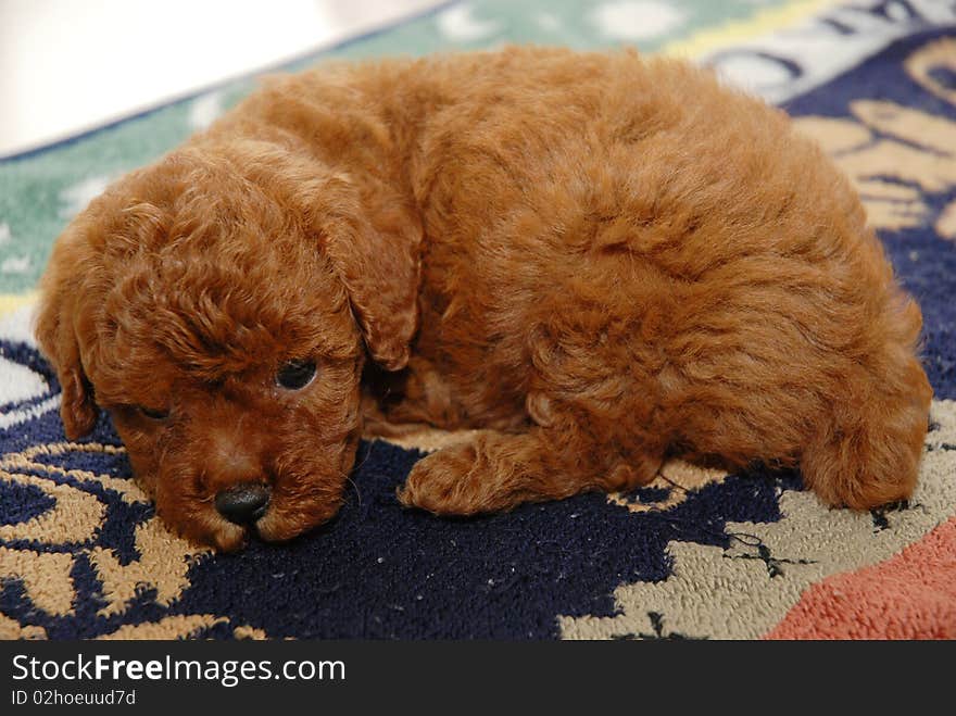 Red Toy poodle