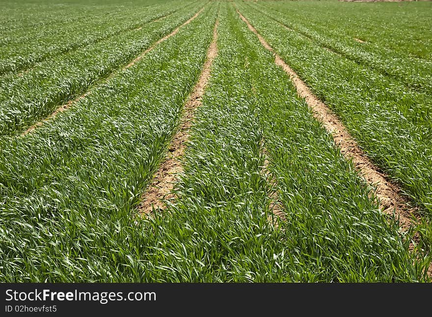 Field of ripening winter wheat corn. Field of ripening winter wheat corn