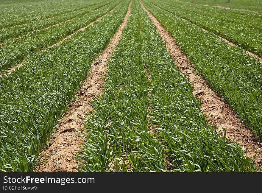 Field of ripening winter wheat corn. Field of ripening winter wheat corn