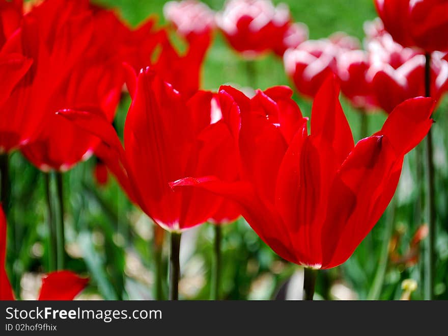 Red Tulips