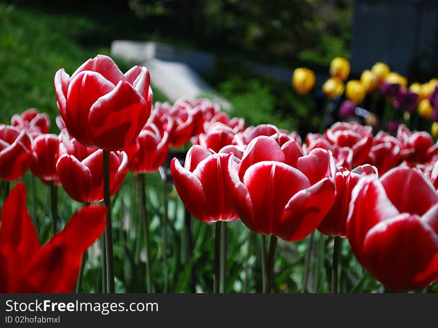 tulips field Photo taken on April, 24 2010