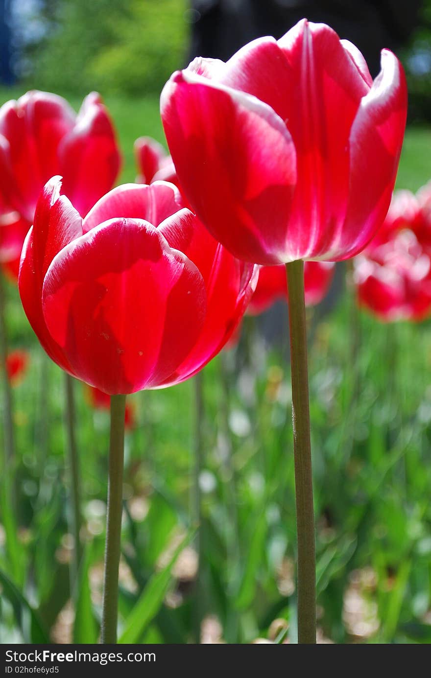 Red tulip 
photo taken on April 22,  2010