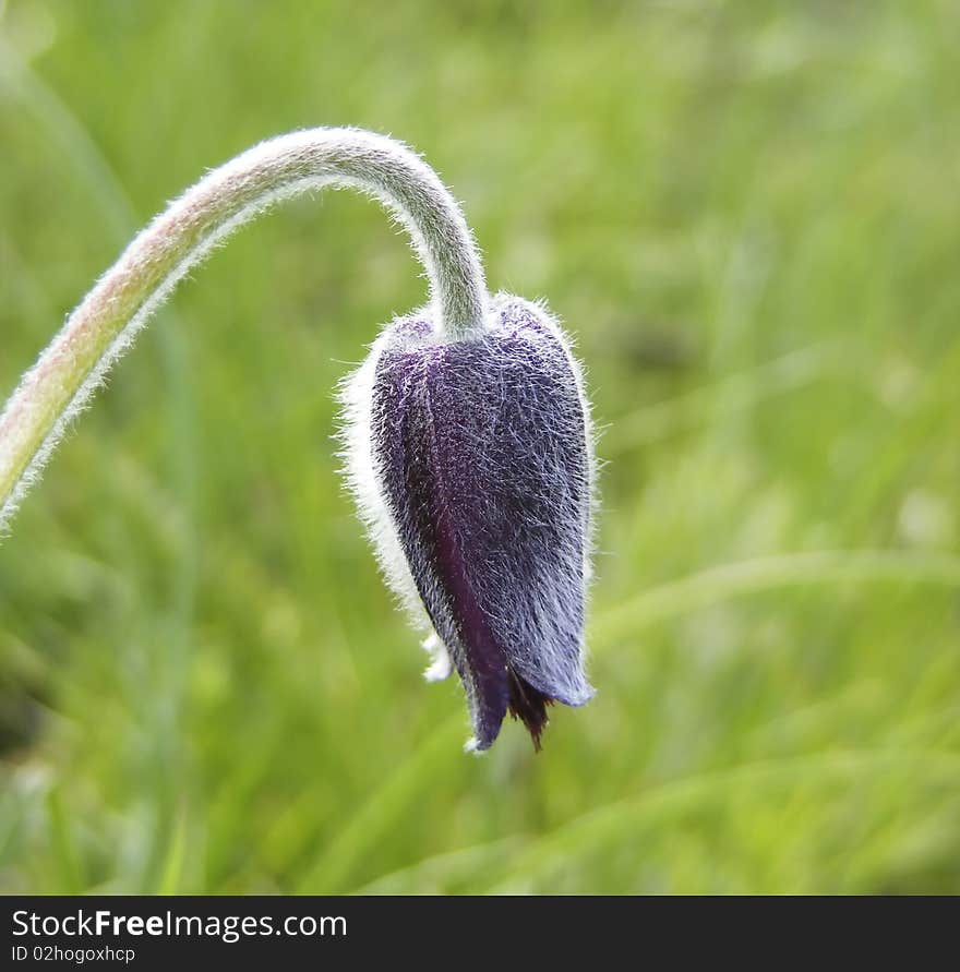 Macro of Pulsatilla pratensis subsp. Macro of Pulsatilla pratensis subsp.