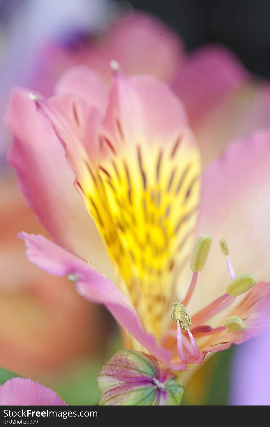 Pink Alstroemeria