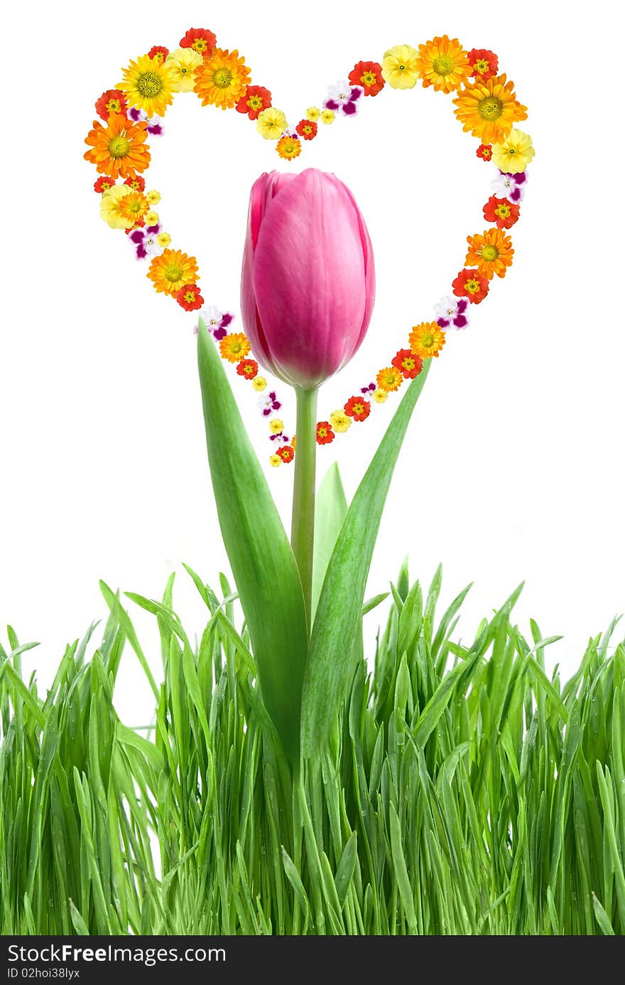 Purple tulip and green grass with heart from flowe