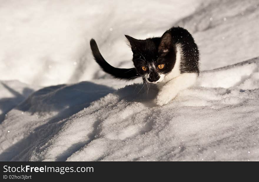 Cat on the snow