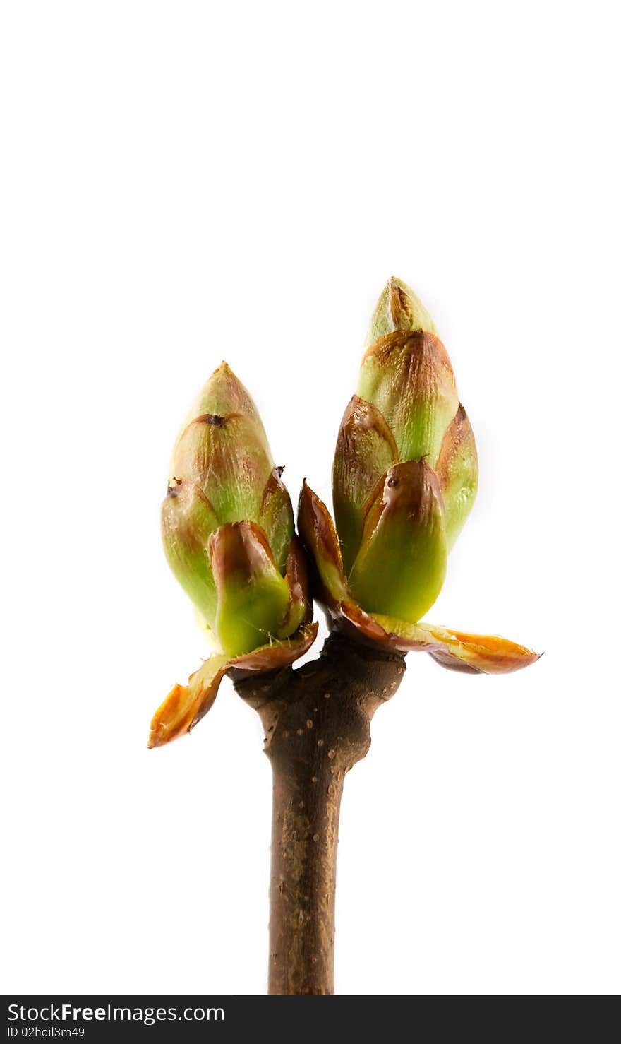 First spring leafs  on white