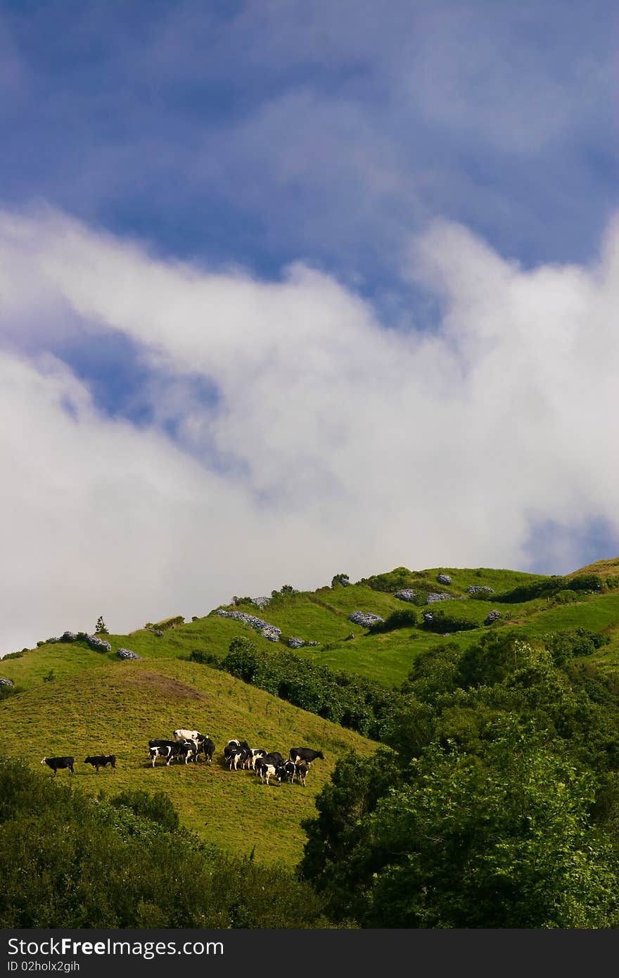 A group of cows in pasture hills - Azores - with cloudy blue sky at the background