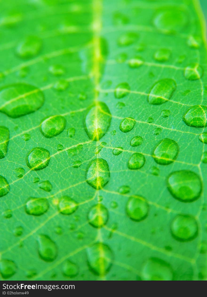 Dew on leaves