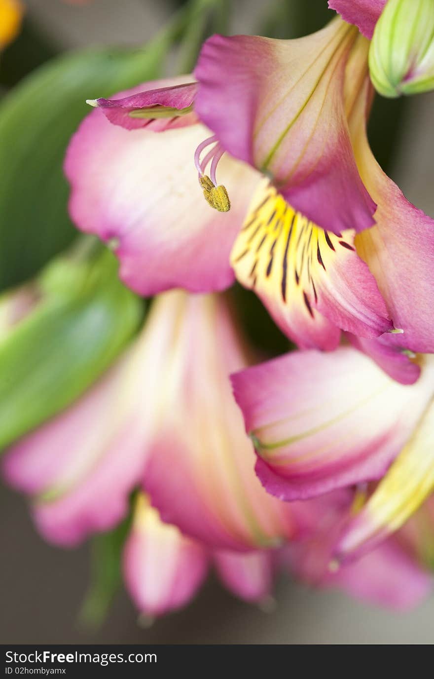 Peruvian lily, Alstroemeria