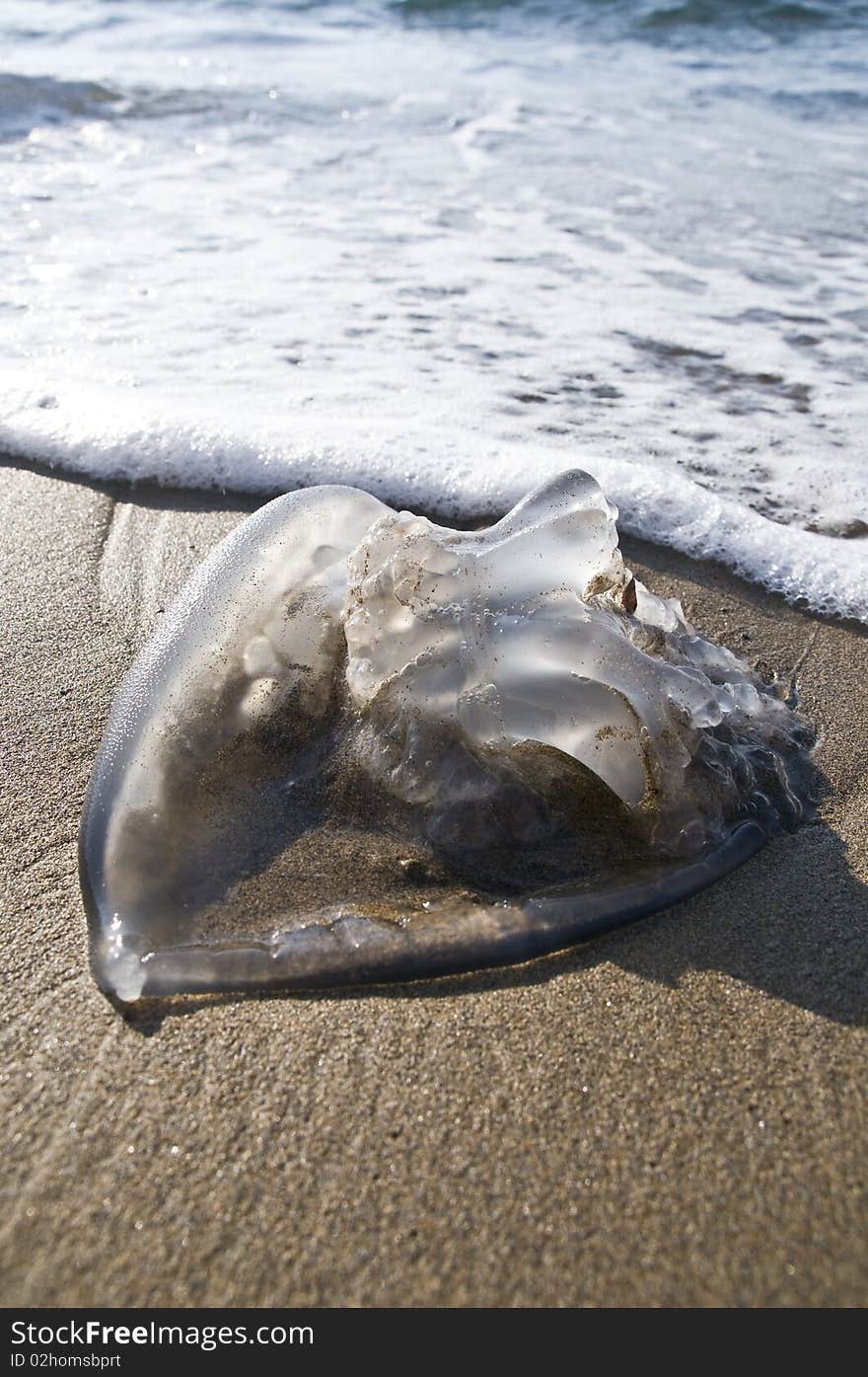 Jellyfish On The Beach