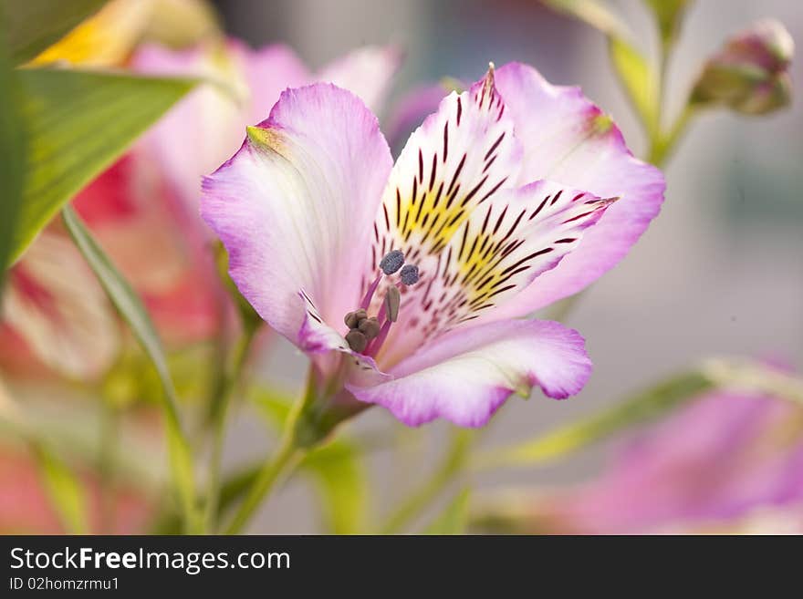 Peruvian lily, lilac Alstroemeria, 'Storosa. Peruvian lily, lilac Alstroemeria, 'Storosa