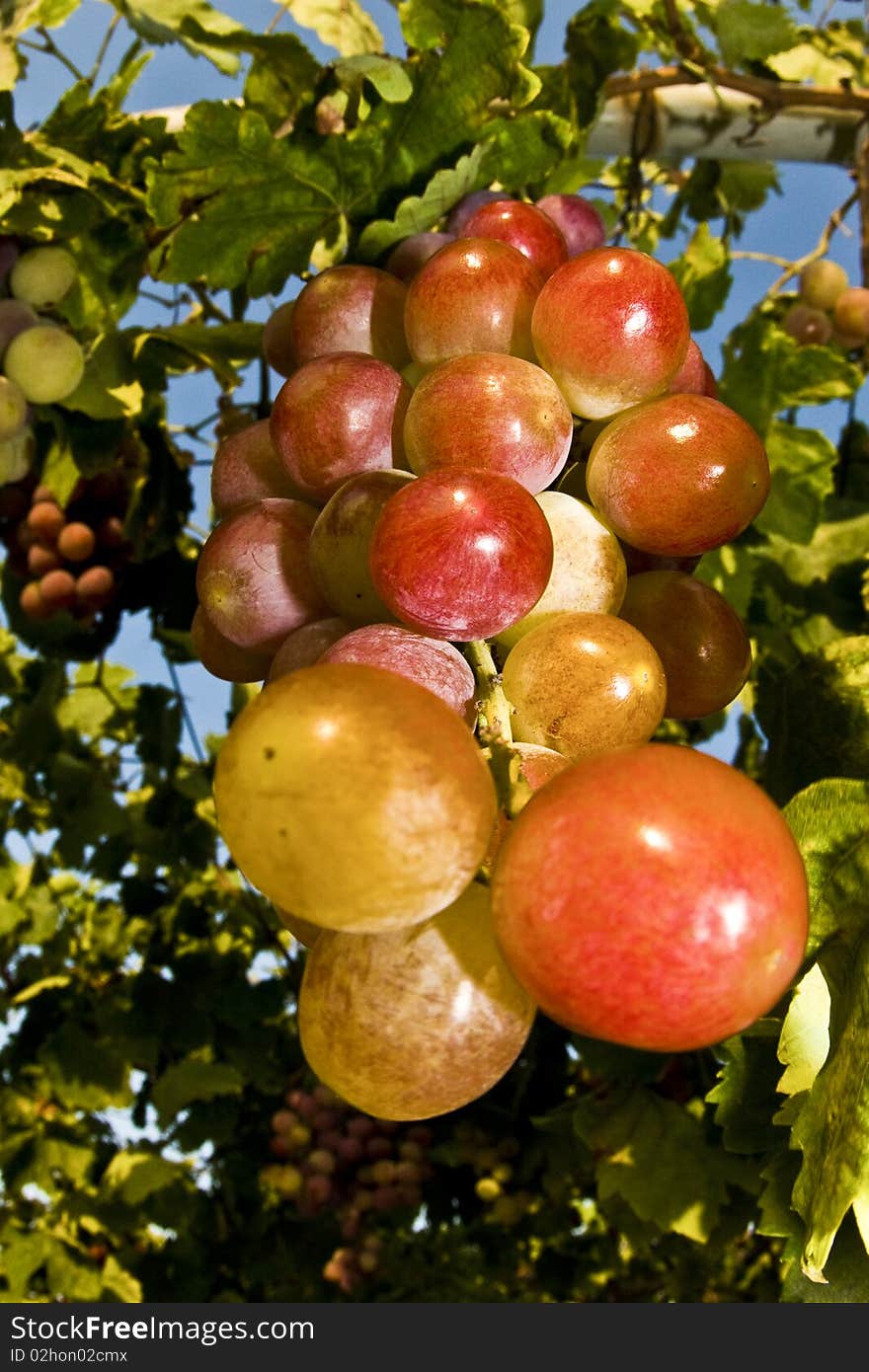 Bunch of red grapes hanging from vine. Bunch of red grapes hanging from vine