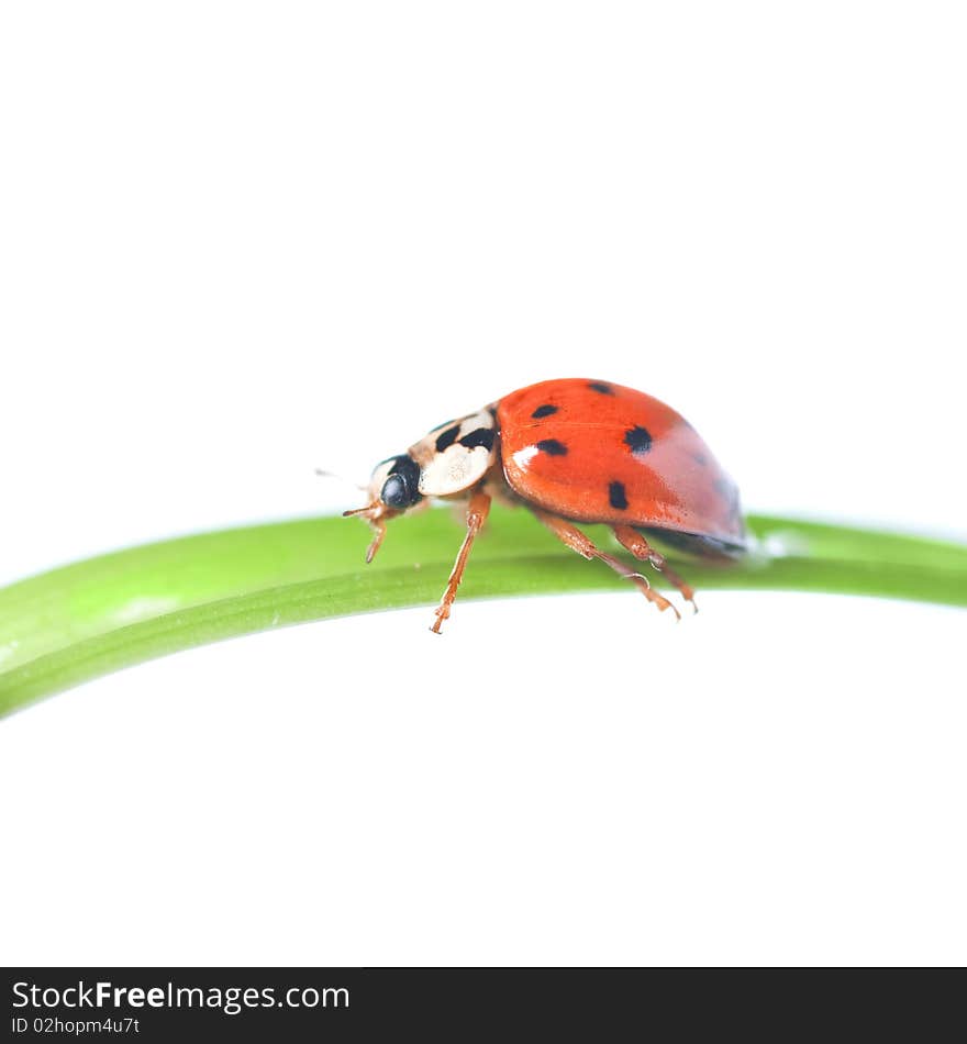 Red ladybug on green grass