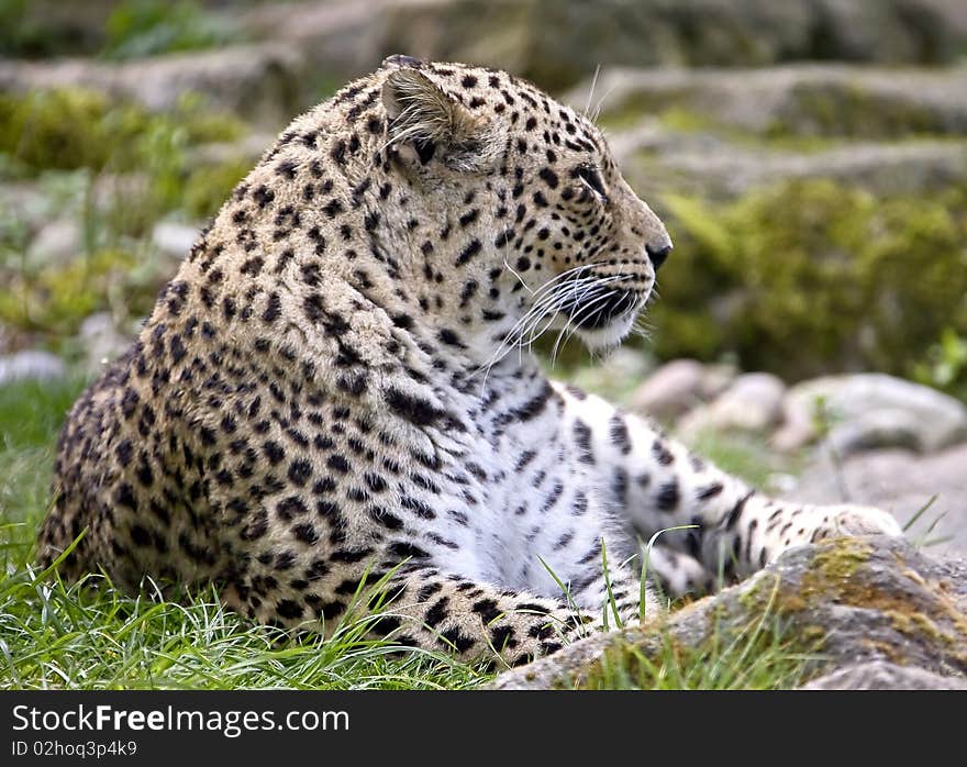 Persian Leopard 5