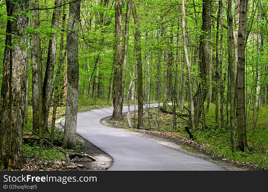 Scenic alley in spring time through forest. Scenic alley in spring time through forest