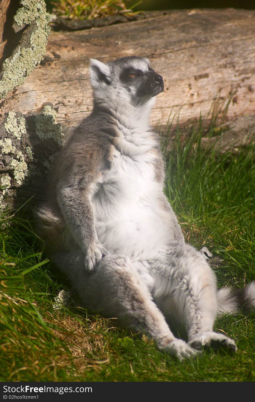 Lemur sitting on grass and relaxing