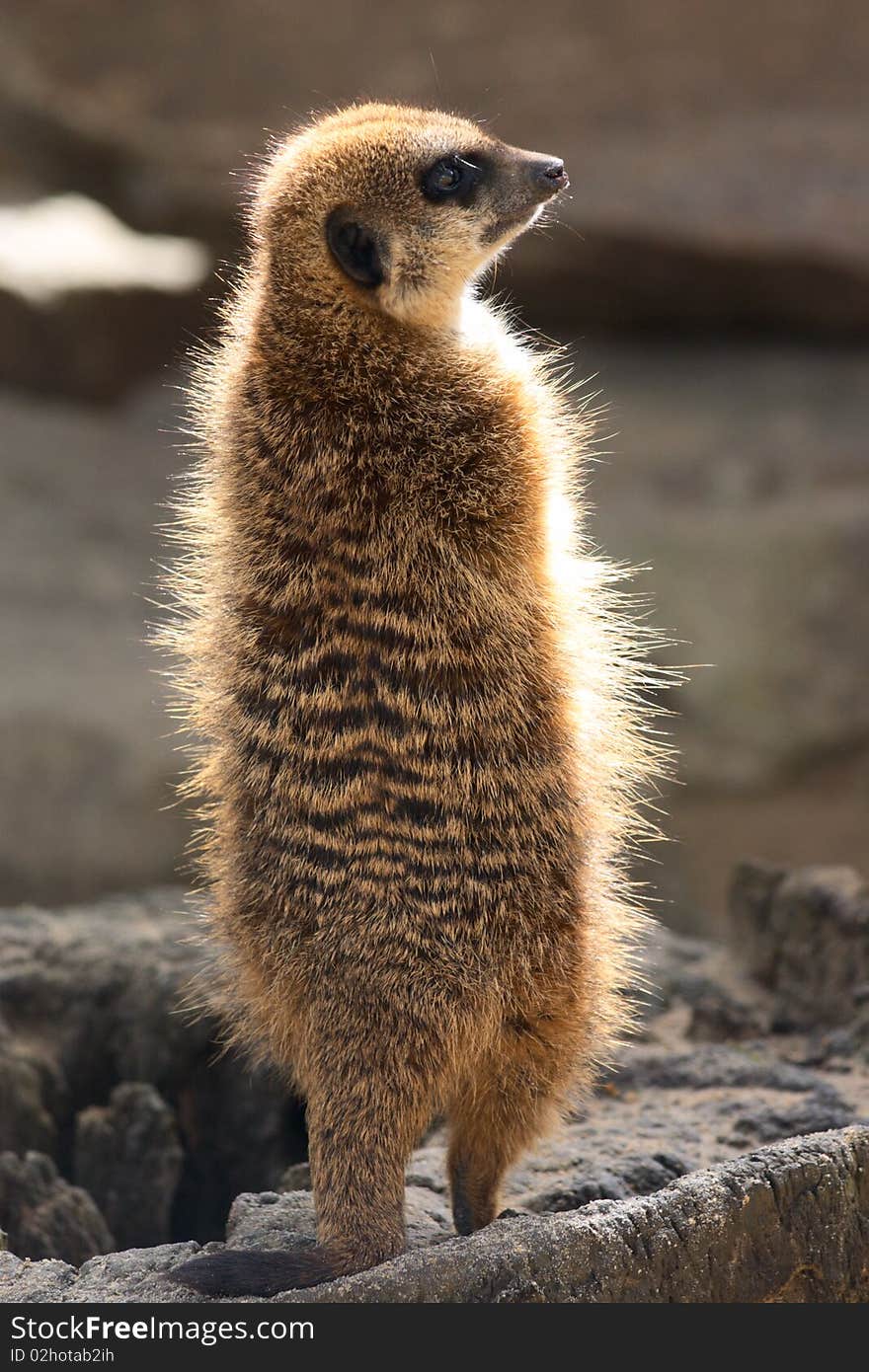 Small meerkat