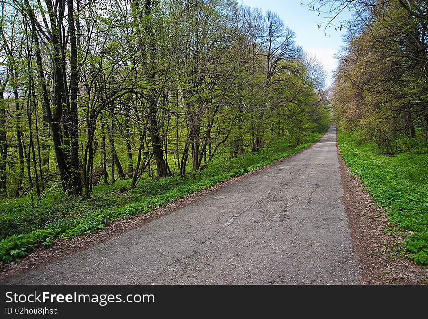 Mountain Road Thorugh The Forest In Summer