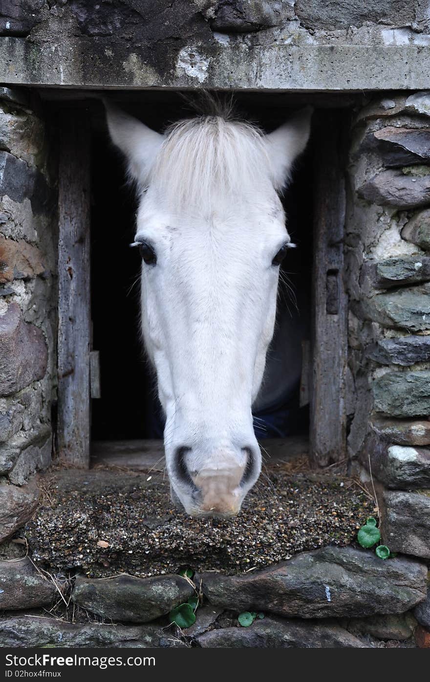 Taken of a farm horse as he stood looking out a window. Taken of a farm horse as he stood looking out a window.