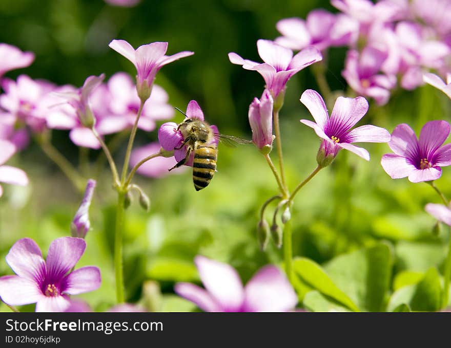 A bee is busy working in wild flower field. A bee is busy working in wild flower field.