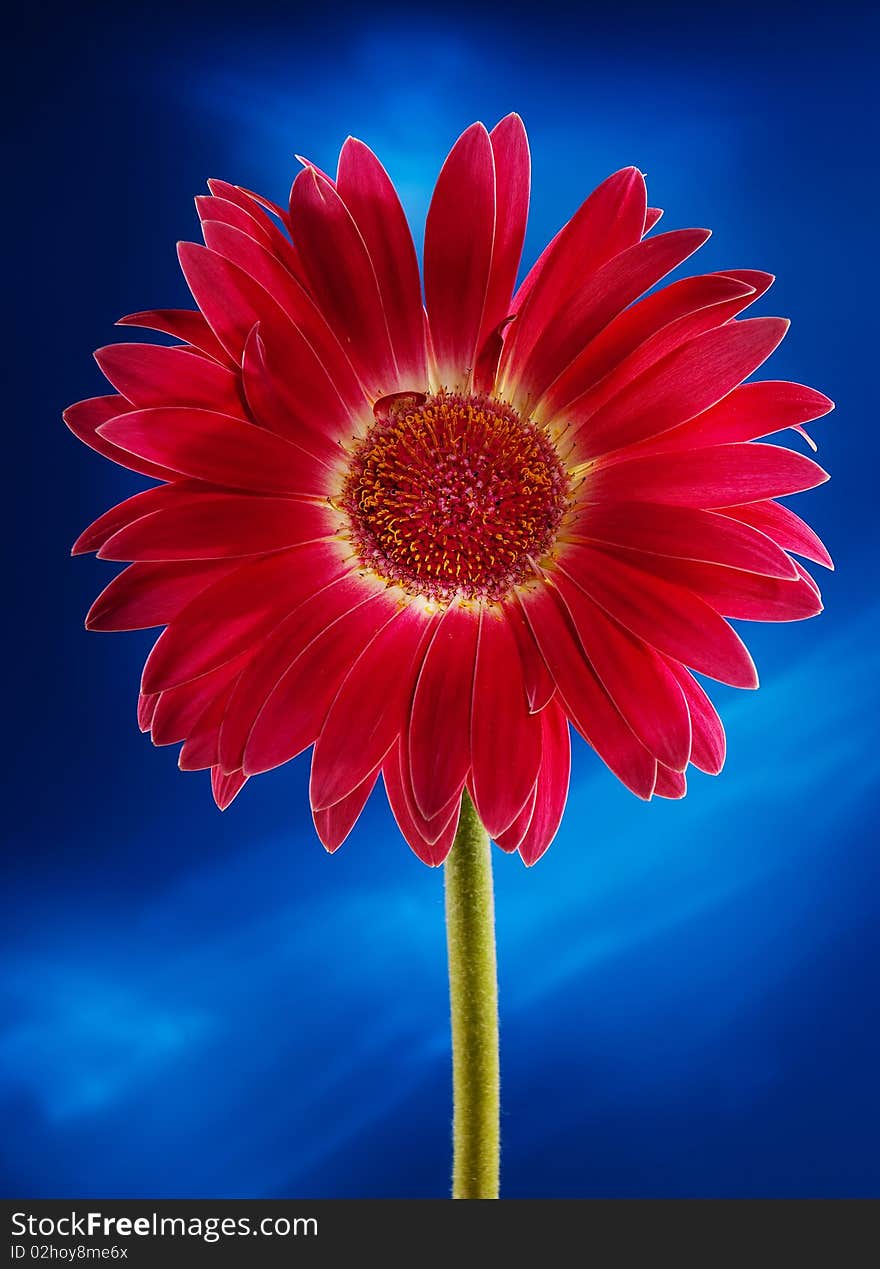 Red flower in studio on blue background. Red flower in studio on blue background