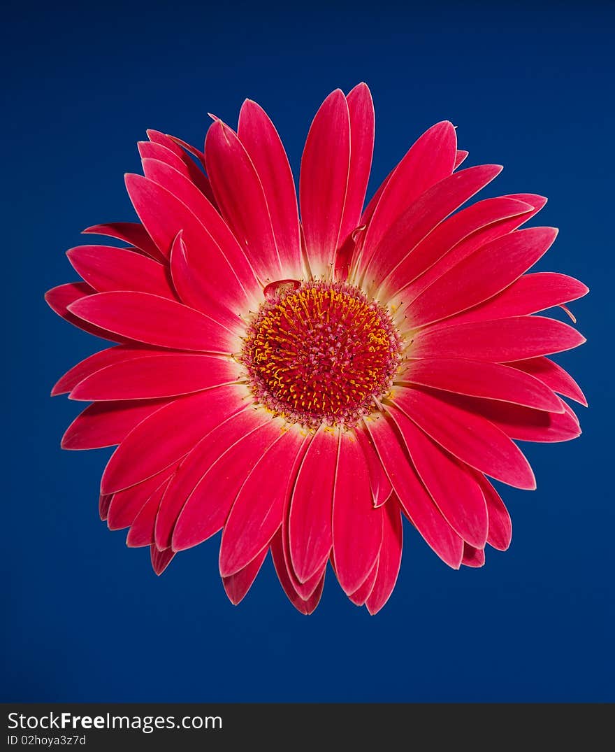 Red beautiful flower on blue background. Red beautiful flower on blue background