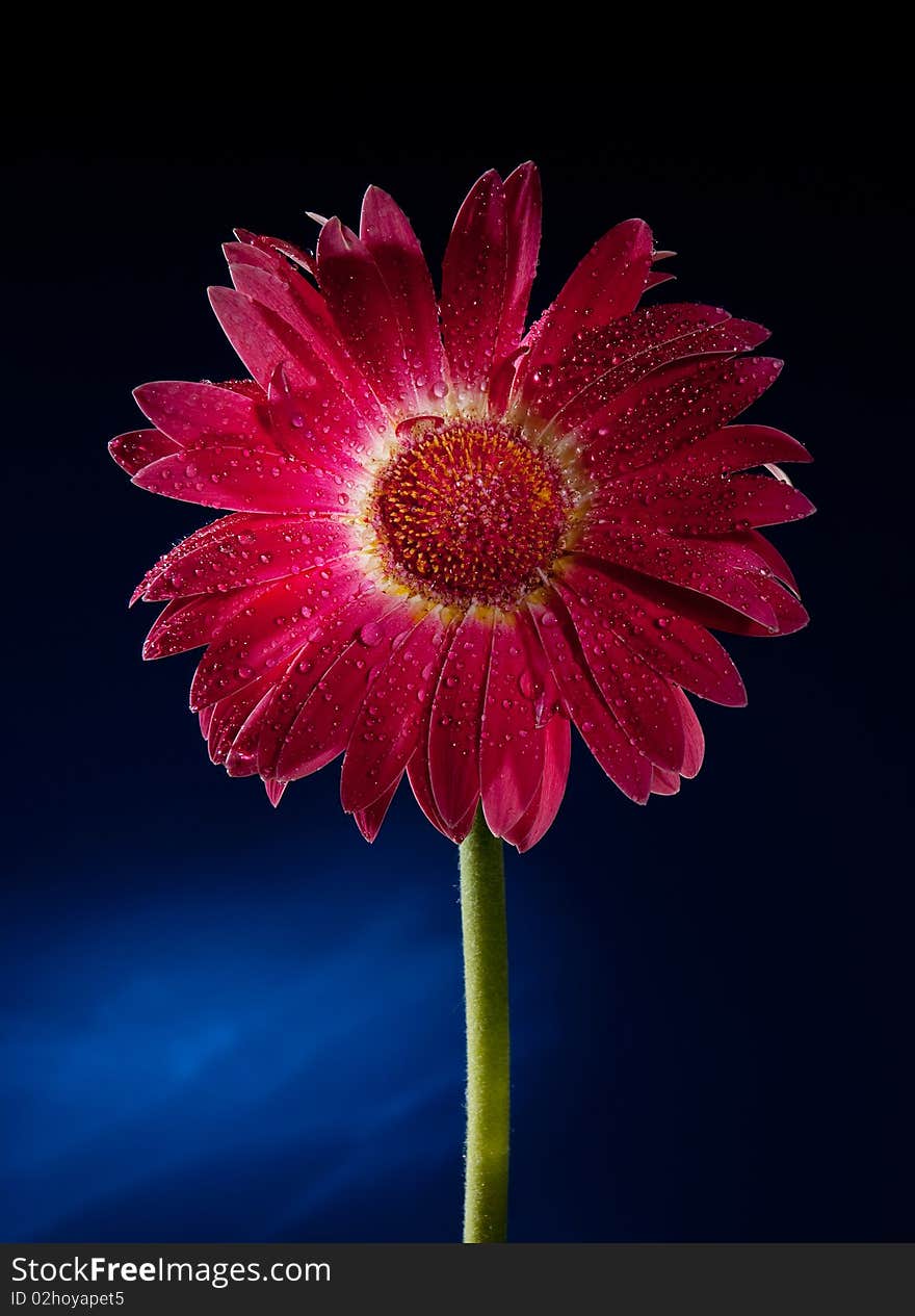 Red gerbera on dark background. Red gerbera on dark background