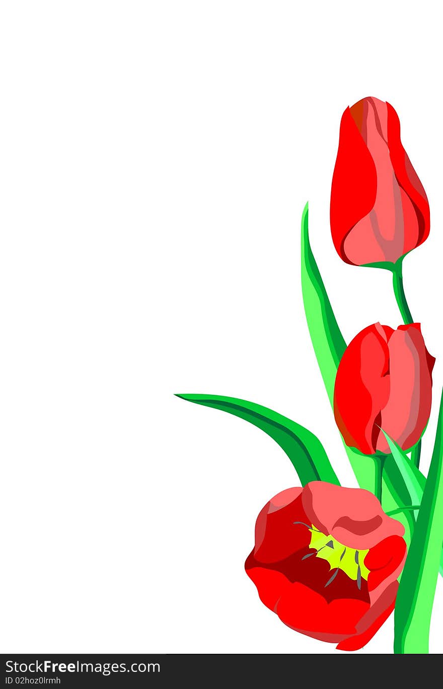 Three bright red flowers tulips with green leaves isolated on a white background