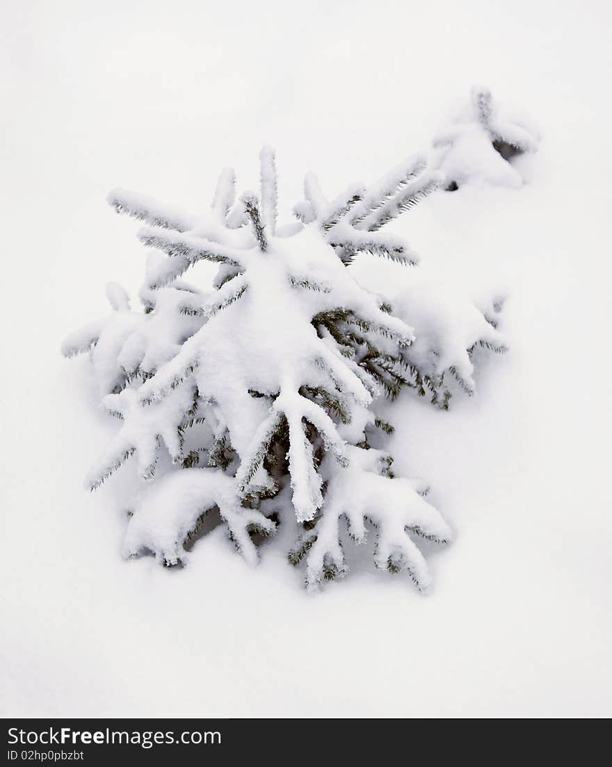 Beauty little tree under snow