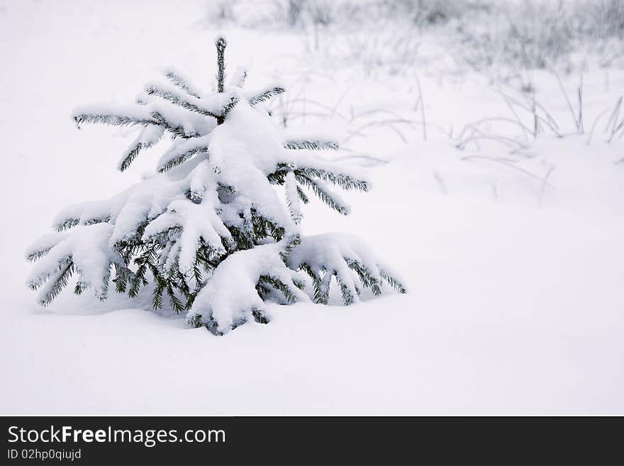 Fur-tree under snow