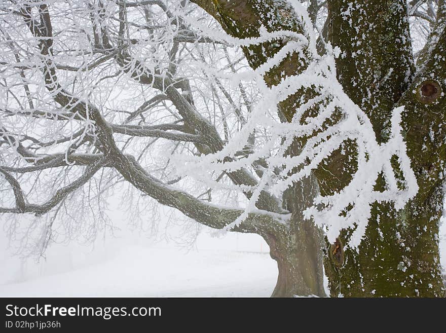 Hoar frost on branches