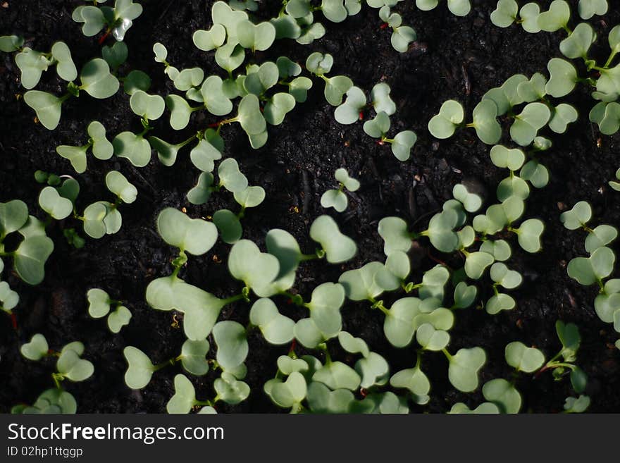 Earth and green(flowers). Young growing radish.