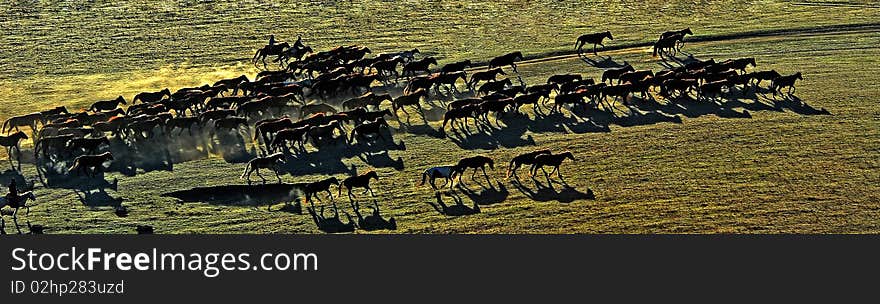 Outdoor nature, a group of running horses