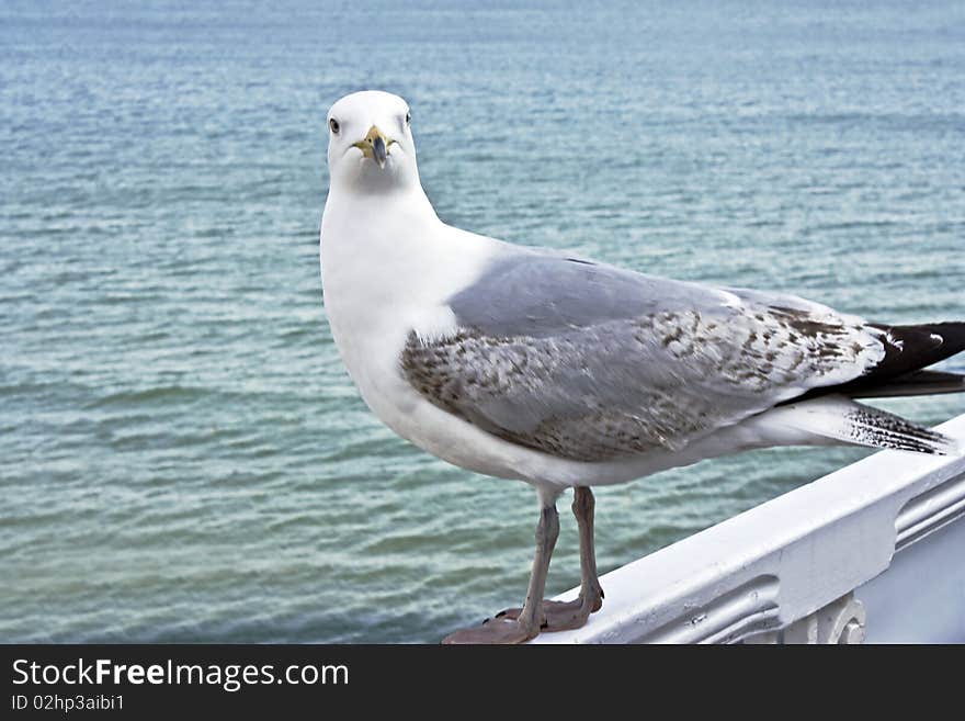 Large Gull