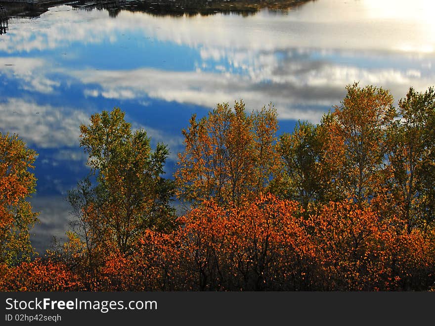 Nature Scenery, reflection of trees, autumn