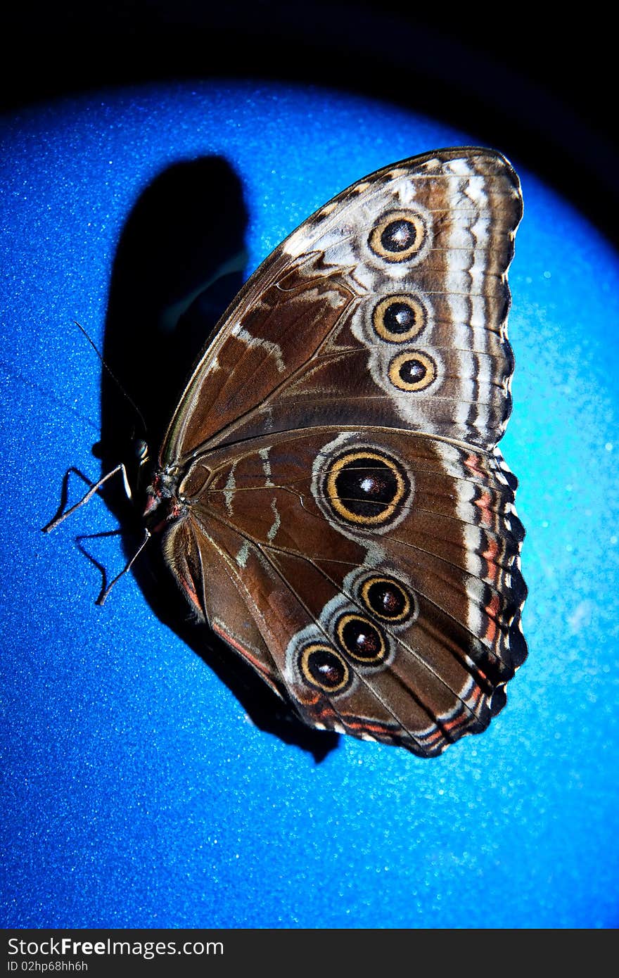 Textured butterfly