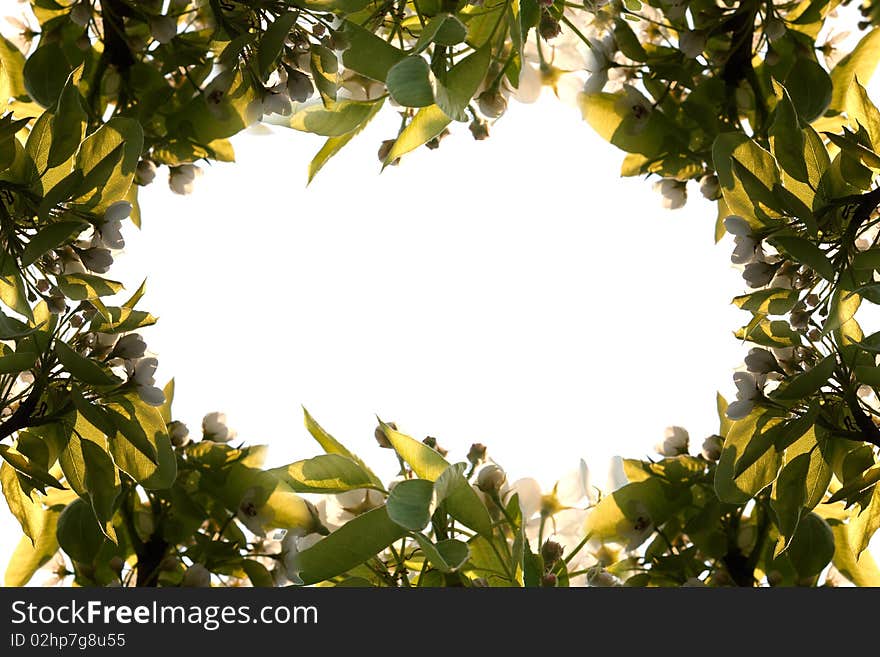 Flower frame on white background