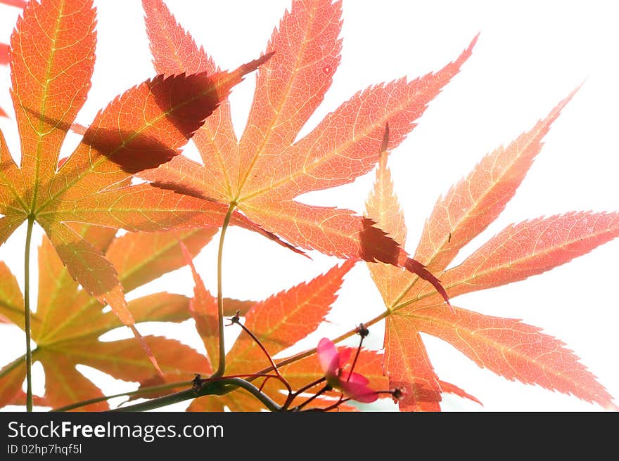 Red leaves on green background.